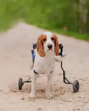 Ervik trotz handicap fröhlich (Berlin)