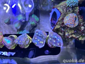 Korallenableger Chalice 