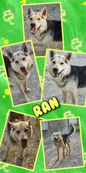 hübscher, lieber, mit Artgenossen super verträglicher Rüde "Ran" sucht ein schönes Zuhause 