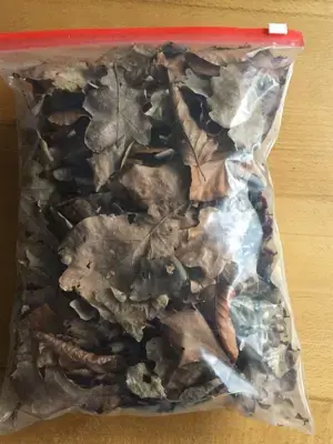 Eichenlaub und Buchenlaub (Futtermittel für Käfer Larven Arten, Asseln, Schaben, Tausendfüßler...