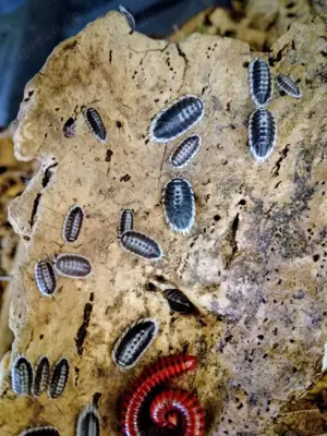 15x Asseln, porcellio flavomarginatus 