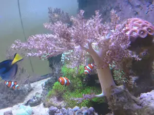 Meerwasser versch. LPS Korallen - auch für Änfänger geeignet - von privat