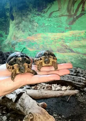 Breitrandschildkröte, Jungtiere u. Babys Nachzuchten 