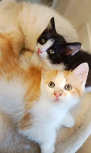 Edelmix Neva Masquarade   EKH Kitten Katerchen