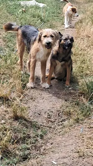 Süße Zoey sucht Zuhause! Bild 7