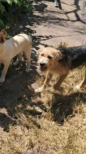 Zesar, freundlicher junger Mann sucht Zuhause!