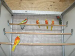 Glanzsittiche - in verschiedenen Farben