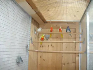 Glanzsittiche - in verschiedenen Farben Bild 2