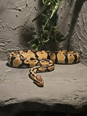 Königspython Pastel Het Clown 1.0 (2017)