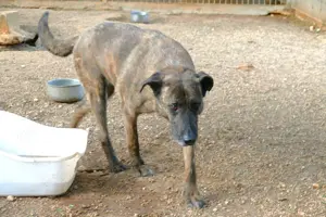 Mischlingsrüde Tigro sucht Zuhause Bild 4