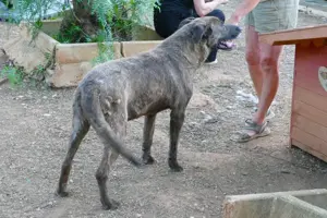 Mischlingsrüde Tigro sucht Zuhause Bild 9