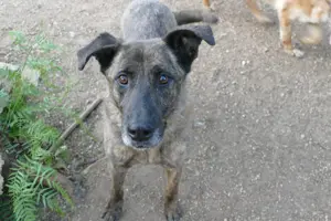 Mischlingsrüde Tigro sucht Zuhause Bild 8