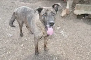 Mischlingsrüde Tigro sucht Zuhause