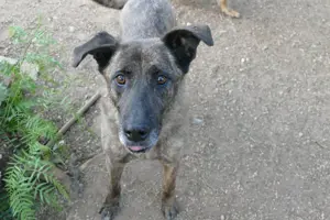 Mischlingsrüde Tigro sucht Zuhause Bild 2