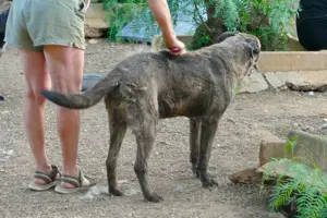 Mischlingsrüde Tigro sucht Zuhause Bild 5