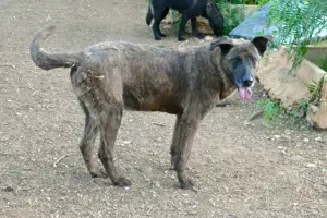 Mischlingsrüde Tigro sucht Zuhause Bild 3