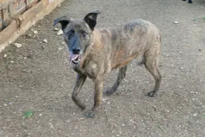 Mischlingsrüde Tigro sucht Zuhause Bild 6