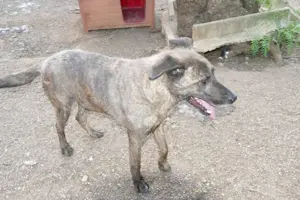 Mischlingsrüde Tigro sucht Zuhause Bild 10