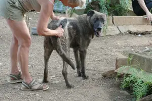 Mischlingsrüde Tigro sucht Zuhause Bild 7