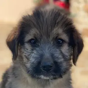 Elkoro, geb. ca. 04 2025, lebt in GRIECHENLAND, auf einer privaten Pflegestelle