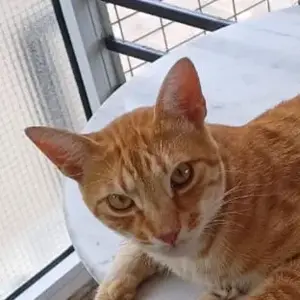 Amando, geb. ca. 08 2023, lebt in GRIECHENLAND, auf einer privaten Pflegestelle 