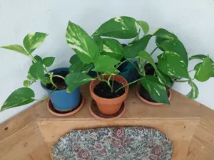 Zimmerpflanze Efeutüte mittelgroß