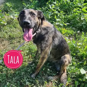 Tala, bildschöne Junghündin, Bardino - Windhund - Schäferhund Mix