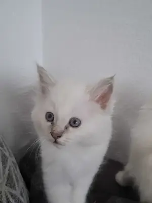 Reinrassige Heilige birma Kater 