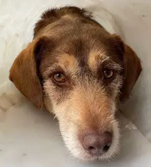 Busz, z. Zt. in Ungarn, Notfall, mit ihrer bescheidenen Art trifft sie ein mitten ins Herz.