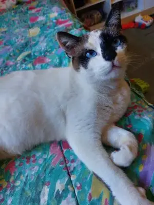 unkomplizierte Sugar (Bea)