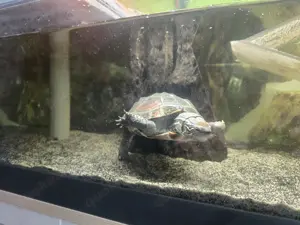 Schildkröte sucht neues Zuhause 