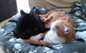 Simba und Coco in  bei FFM ALO)