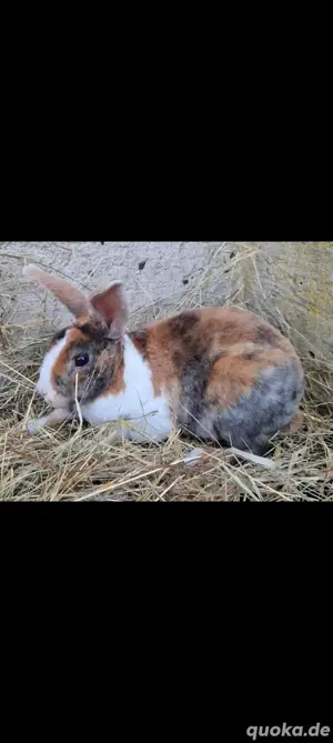 Farbenzwerg Rex Mix, Zwergkaninchen sehr klein 