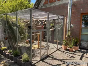 Papageien und Sittiche Bild 6