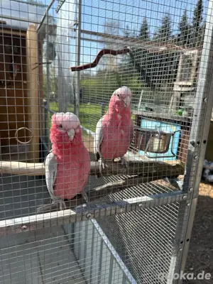 Papageien und Sittiche Bild 8