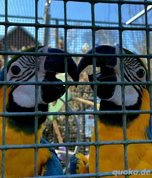 Papageien und Sittiche Bild 7