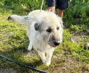 Monty   sanftmütiger, weiser, großer Bub sucht seine Menschen