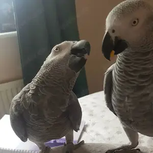 Zwei Graupapageien zu verkaufen