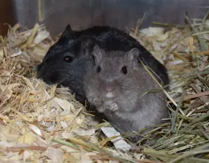 2 tolle Rennmausjungs aus erfahrener Zucht  -  Match  & sein kleiner Kumpel