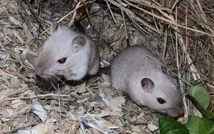 2 superschöne Siam - Schwestern Rennmäuse 