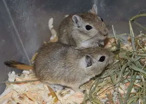 2 Rennmausjungs mit Handicap