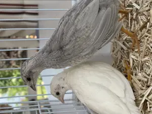 Chinesische Zwergwachteln Naurbrut 2025