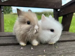 Kleinbleibende Teddyzwerge und Löwenköpfchen Zwergkaninchen 