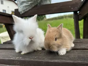 Zwergkaninchen Teddyzwerge und Löwenköpfchen 