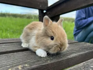 Zwergkaninchen Teddyzwerge und Löwenköpfchen  Bild 2