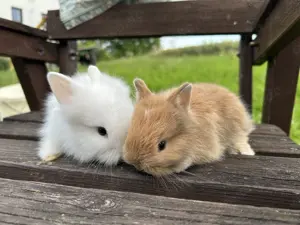 Zwergkaninchen Teddyzwerge und Löwenköpfchen  Bild 3