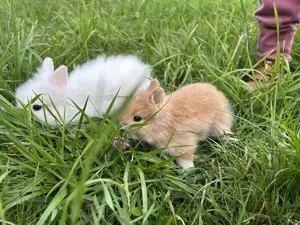 Zwergkaninchen Teddyzwerge und Löwenköpfchen  Bild 4