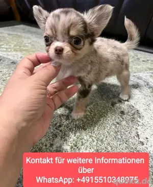 Mini Chihuahua Welpen