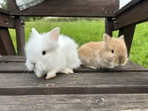 Zwergkaninchen Teddyzwerge und Löwenköpfchen  Bild 5
