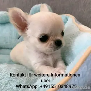 Mini Chihuahua welpen